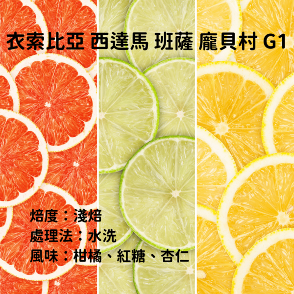 衣索比亞 水洗 淺焙 西達馬 班莎『龐貝』G1