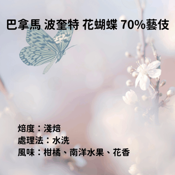 巴拿馬 水洗 淺焙 波奎特 『花蝴蝶』 70%瑰夏藝伎